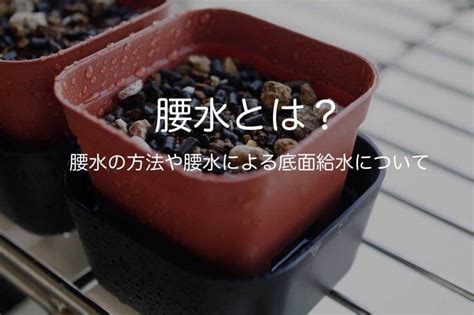 腰水|腰水とは何？